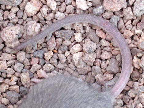 Cactus Mouse (Peromyscus eremicus)