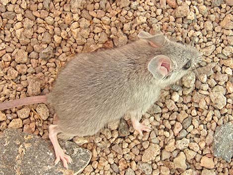 Cactus Mouse (Peromyscus eremicus)