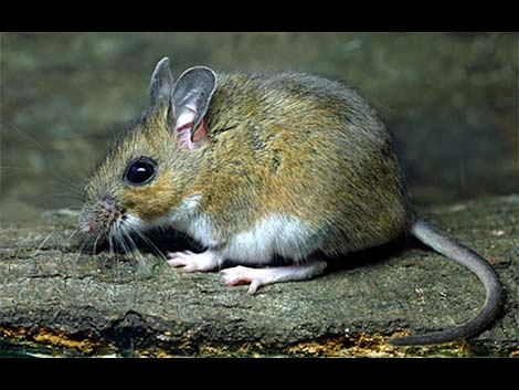 Peromyscus leucopus (white-footed mouse)
