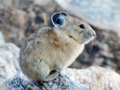 Young pika: note the molt line