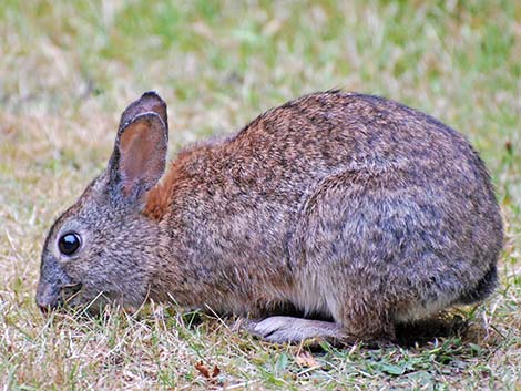 Brush Rabbit (Sylvilagus bachmani)