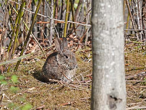 Brush Rabbit (Sylvilagus bachmani)