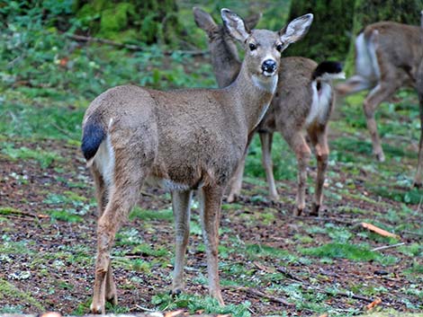 Mule Deer (Odocoileus hemionus)