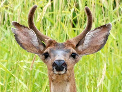 Columbian Mule Deer (Odocoileus hemionus columbiana)
