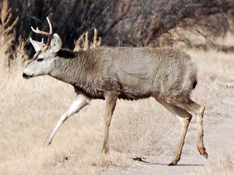 Desert Mule Deer (Odocoileus hemionus crooki)
