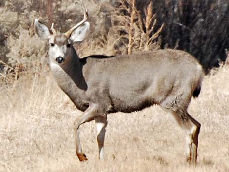 Desert Mule Deer (Odocoileus hemionus crooki)