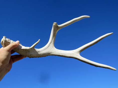 Rocky Mountain Mule Deer (Odocoileus hemionus hemionus)
