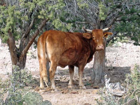 Domestic Cow (Bos primigenius)