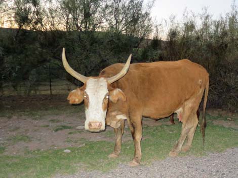 Domestic Cow (Bos taurus)