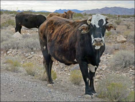 Domestic Cow (Bos taurus)