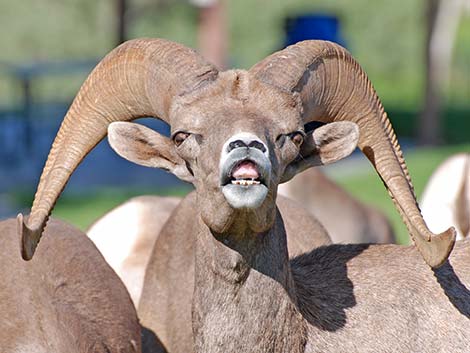 Desert bighorn sheep (Ovis canadensis)