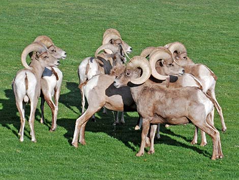Desert bighorn sheep (Ovis canadensis)