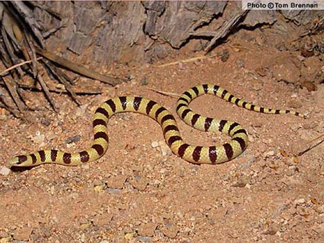Western Shovelnose Snake (Chionactis occipitalis)