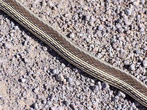 Striped Whipsnake (Masticophis taeniatus)