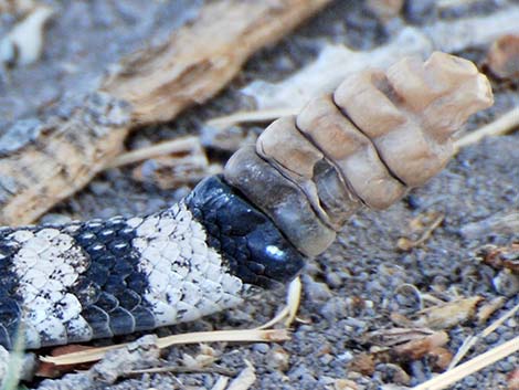 Western Diamond-backed Rattlesnake (Crotalus atrox)
