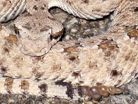 Sidewinder (Crotalus cerastes)