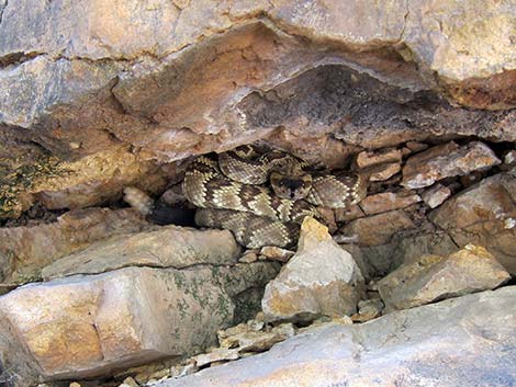 Black-tailed Rattlesnake (Crotalus molossus)