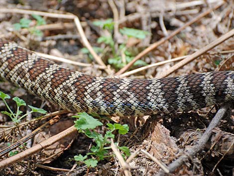 Northern Pacific Rattlesnake (Crotalus oreganus oreganus)