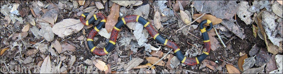 Bite from a Texas Coral Snake