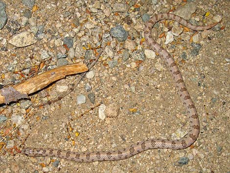 Spotted Leaf-Nosed Snake (Phyllorhynchus decurtatus)