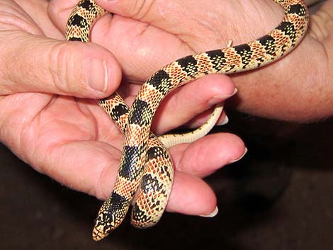 Long-nosed Snake (Rhinocheilus lecontei)