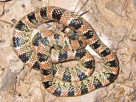 Long-nosed Snake (Rhinocheilus lecontei)