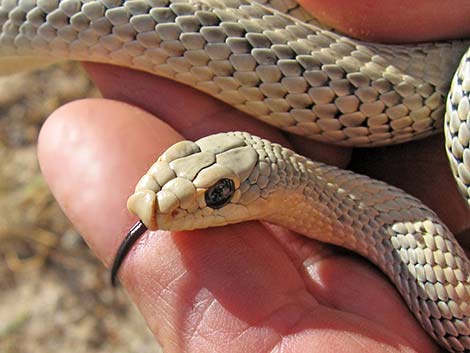 Western Patch-Nosed Snake (Salvadora hexalepis)