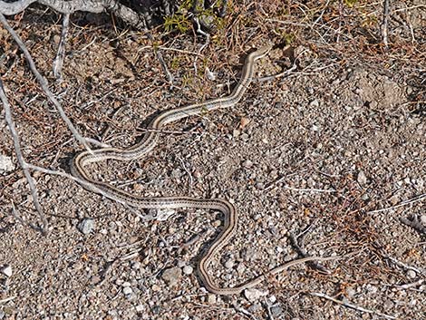 Western Patch-Nosed Snake (Salvadora hexalepis)