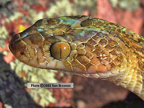 Lyre Snake (Trimorphodon biscutatus)