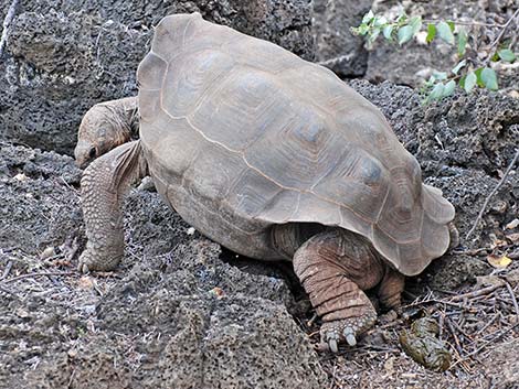 Pinta Island Tortoise (Chelonoidis nigra abingdoni)