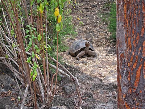 Pinta Island Tortoise (Chelonoidis nigra abingdoni)