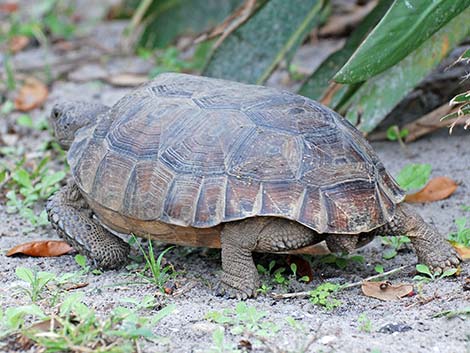 Gopher Tortoise (Gopherus polyphemus)
