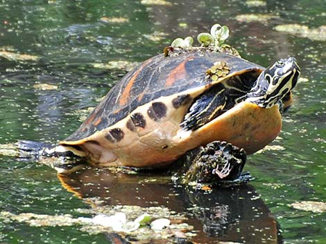 Florida Red-bellied Cooter (Pseudemys nelsoni)