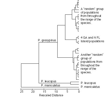 Phenogram of three Peromyscus species