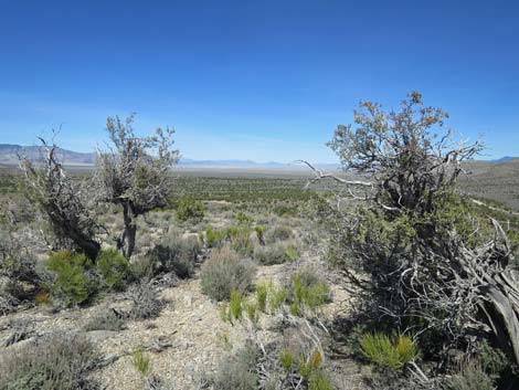 Basin and Range National Monument