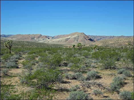 Gold Butte