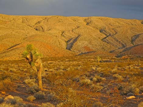 Gold Butte National Monument