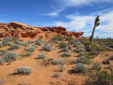 Gold Butte National Monument