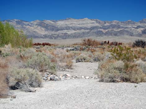 Birding Corn Creek