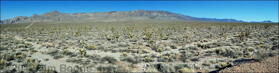 Birding Around the Yucca Forest