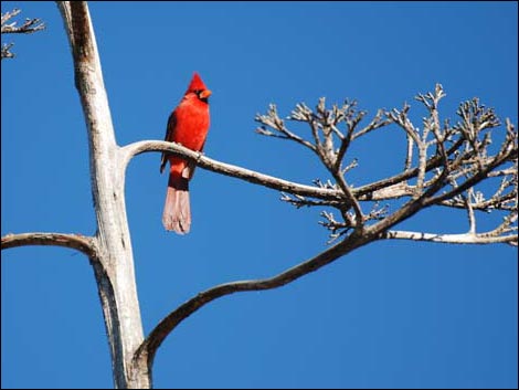 Arizona-Sonora Desert Museum