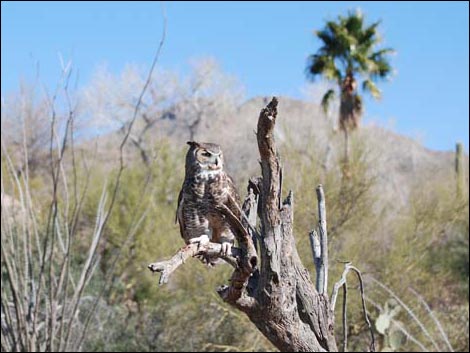 Arizona-Sonora Desert Museum