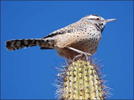 Arizona-Sonora Desert Museum