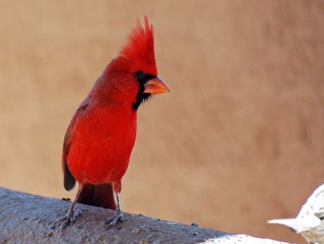 Birding the Arizona-Sonora Desert Museum