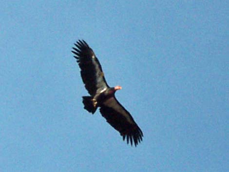 California Condors