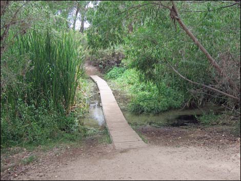 Hassayampa River Preserve