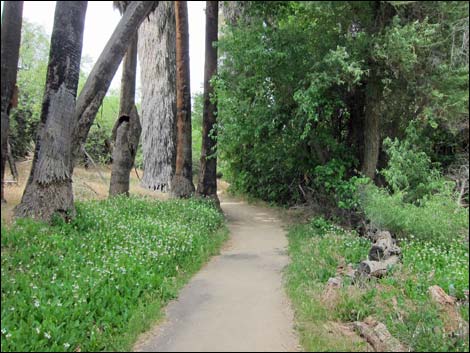 Hassayampa River Preserve