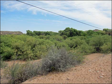 Hassayampa River Preserve