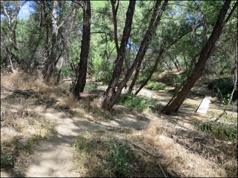 Hassayampa River Preserve