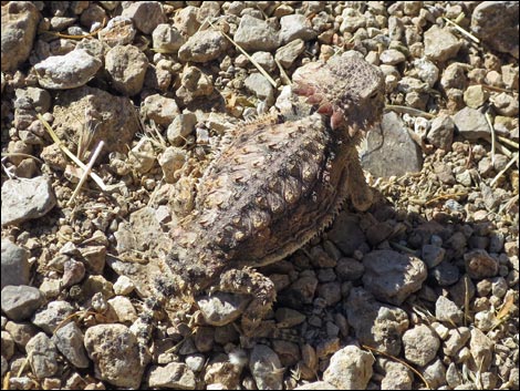 Hassayampa River Preserve